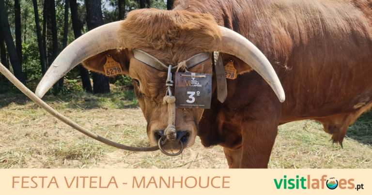 Read more about the article Festa da Vitela – Manhouce